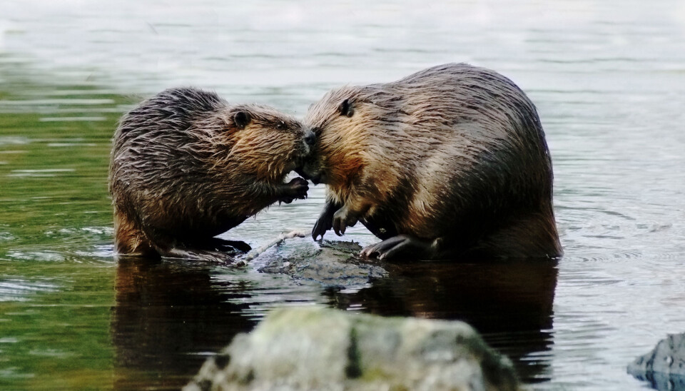 Beavers Samiling How one beaver couple helped rebuild an entire species
