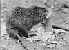 Beaver gnawing at the base of a small tree amid scattered wood chips.
