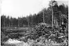 Man standing near a large pile of branches by a forest pond