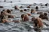 A large group of walruses swimming together in cold, choppy water.