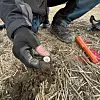 Gloved hands hold a small soil sample on dry straw-covered ground beside an orange tool and boots.