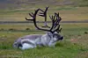 A bull Svalbard reindeer lying in grass with large antlers in a tundra landscape.