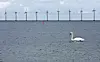 Swan swimming in water with large wind turbines in the distance.
