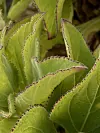 Close-up of serrated leaves of Scalesia affinis