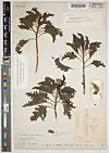 Herbarium sheet with pressed Scalesia incisa plant specimens and collection labels.
