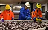Workers in helmets and gloves sort fish on a conveyor inside a seafood processing plant.