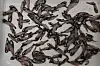 A close-up of many small fish scattered across a pale surface.