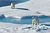Two polar bears on ice