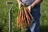 Hands holding a bunch of freshly picked carrots next to a shovel in a green field.