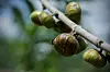 A fig wasp on green figs on a blurred creamy background.