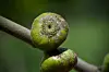 Close-up of a fig wasp on a green fig with a blurred background.
