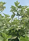 Dense green leaves and branches framed against a bright blue sky.