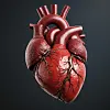 Red anatomical human heart isolated on a dark background.