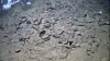 Sandy seabed with scattered shell fragments and small debris.