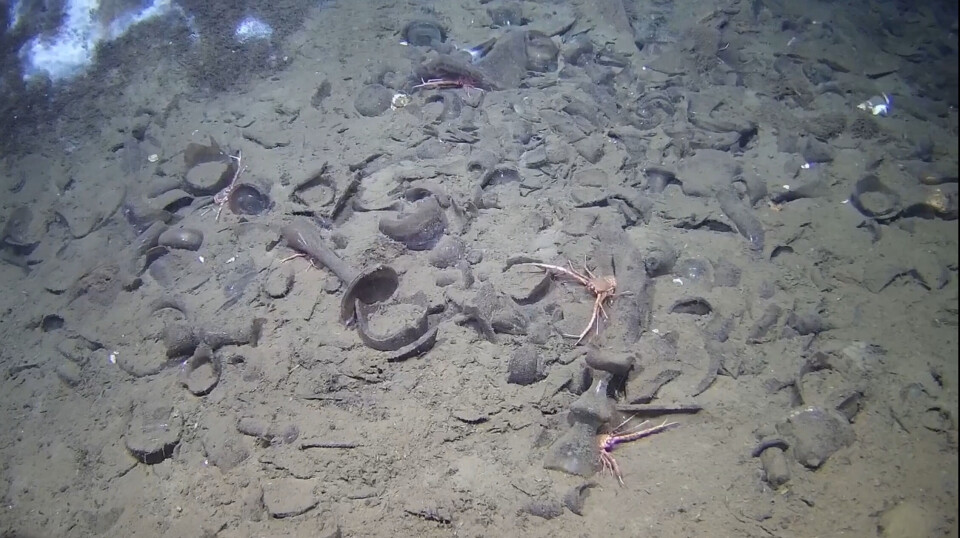 Sandy seabed with scattered shell fragments and small debris.