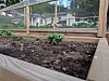 A small potato plant in a raised wooden bed, with a wire fence and houses in the background.