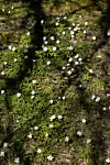 White flowers scattered across one sprawling plant growing over a sunlit ground cover.