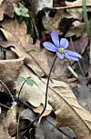 A blue flower emerging from old leaf debris
