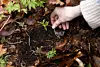Hand holding back soil beside a European thimbleweed stem and green seedlings on a forest floor.