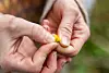 Close-up of hands holding a lesser celandine flower with a green centre and yellow petals.