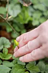 Hand holding a closed lesser celandine flower bud among green leaves.