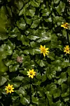 Yellow lesser celandine flowers growing through dense green leaves.
