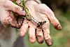 Hand holding a lesser celandine plant with roots and a tuber, shown close up.