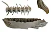 Vertebrae from tuna and an orca jaw against a white background