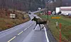 A moose stands on a wet rural road next to railway construction equipment and fencing.