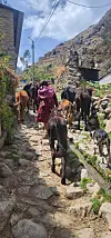 A woman herds several cows up a narrow stone path in a mountain village.
