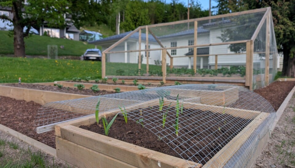 Raised vegetable beds surrounded by wire mesh.
