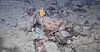 Muddy underwater scene with rocks, debris and a small yellow object.