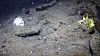 Underwater seabed with scattered debris and a discarded can on the left.