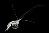 A small translucent amphipod with long antennae isolated on a black background.