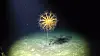 Umbellula encrinus sea pen standing on a dark deep-sea floor.