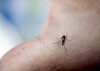 Nærbilde av en mygg som sitter på hud.