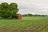 Young crops in rows beside a red barn and trees on a rural field under grey clouds.