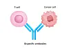 Diagram of a bispecific antibody linking a T-cell to a cancer cell.