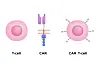 Diagram showing a T-cell, a CAR molecule and a CAR T-cell on a white background.