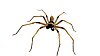 Makrobilde av en stor edderkopp med lange bein på hvit bakgrunn.