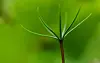 Young Picea abies seedling with delicate needles on a blurred green background.