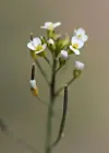Close up of thale cress plant