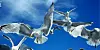 Several seagulls flying against a blue sky.