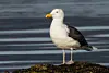 Close up of a seagull