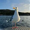 Close up of a gull