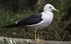 Close up of seagull