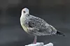 Close up of seagull
