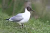 Close up of seagull
