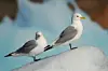 Close up of seagull