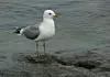 Close up of seagull